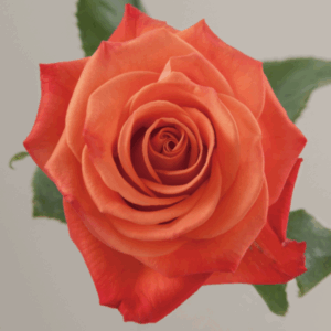 ROSE ORANGE CRUSH - 40 CM